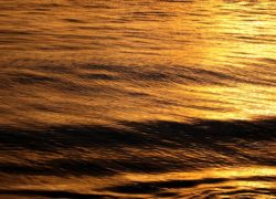 Image goldenwaves.jpg