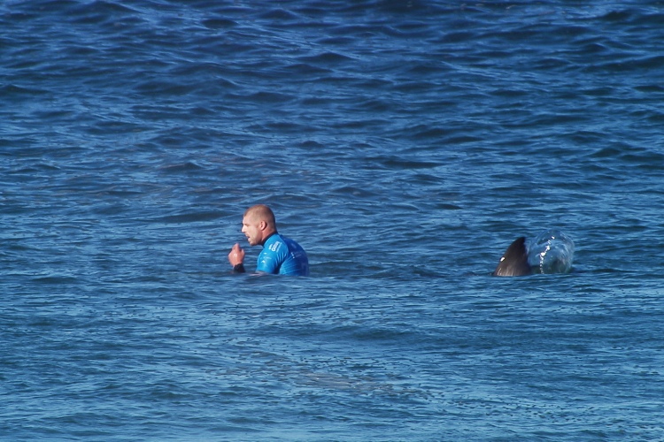 Mick Fanning attacked by sharks in the 2015 J-Bay Open final Image fanningshark.jpg