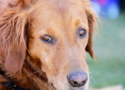 Image surf-dog-ricochet.jpg